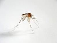 猫 蚊 フィラリア