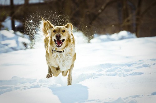 雪の上を嬉しそうに走るゴールデンレトリバー