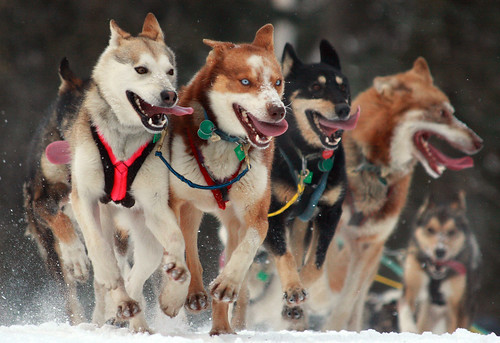 シベリアンハスキーの犬ぞりレース
