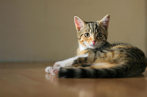 猫が頭を振ったり、傾けるようなしぐさが頻繁に見られる時