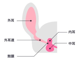 猫　耳の中の構造　図